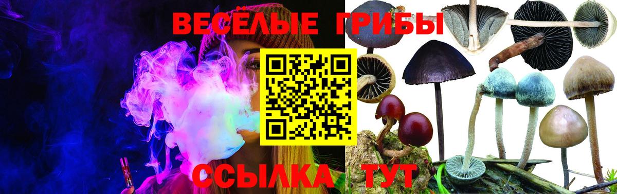 Волхов  Псилоцибиновые грибы мухоморы  Вход с VPN 